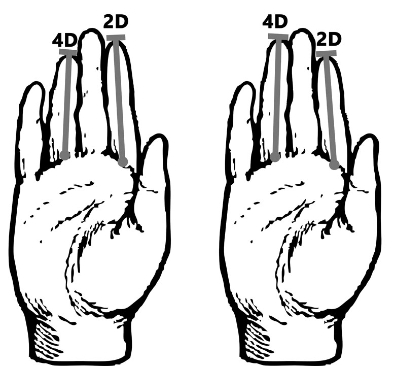 2D4D-Theorie_Handlesen_Chirologie